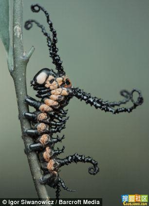 精彩昆虫微距摄影:螳螂如歌剧女主角(组图)
