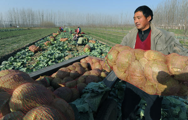 图片:河南包菜价格跌至3毛多一斤