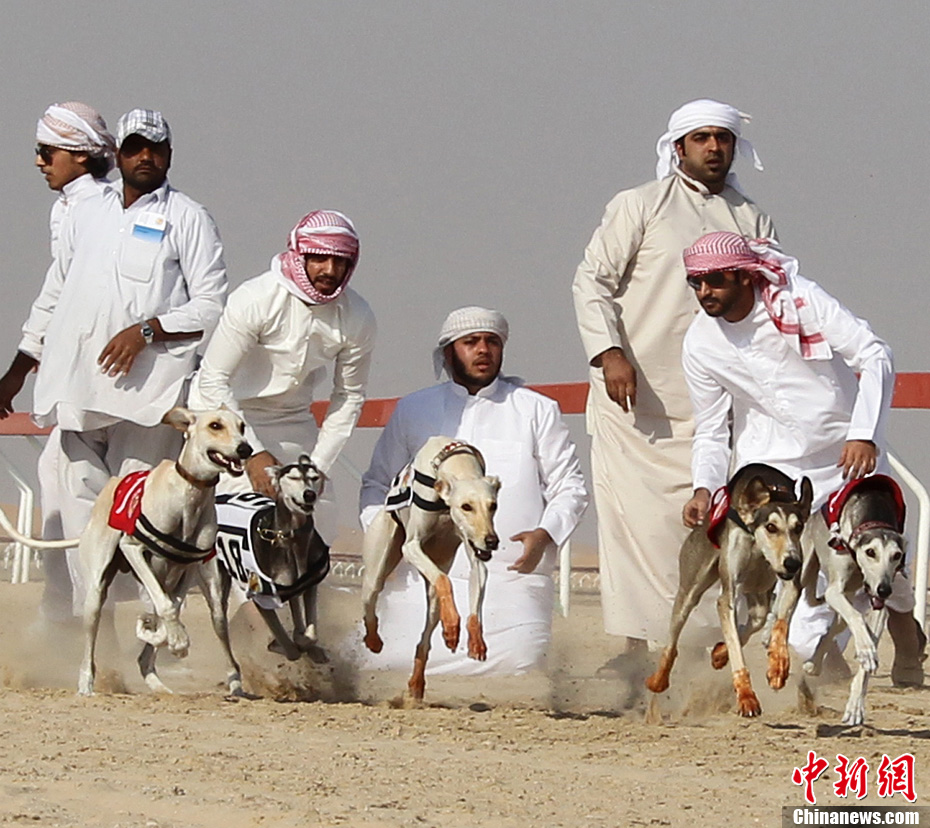 阿联酋办首届阿拉伯传统猎犬大赛(组图)