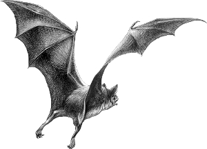2011ϵ ԼһΣΣ