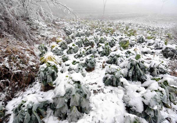 云南昭通遭受冰雪灾害(组图)