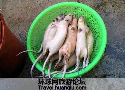 越南女人爱吃老鼠肉美容(组图)