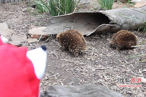 澳大利亚布里斯班动物之旅游记攻略