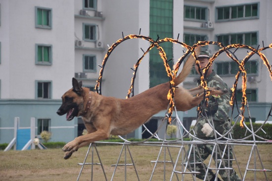 《谁是终极英雄》逐鹿滕州 犬王争霸赛激战正酣