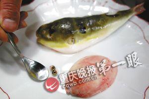 烹饪河豚的厨师介绍:鱼眼有毒需去除,肝脏硕大味美但需除毒.