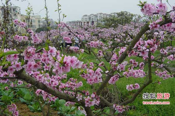 春暖花开去郊游 成都周边赏花路线大全