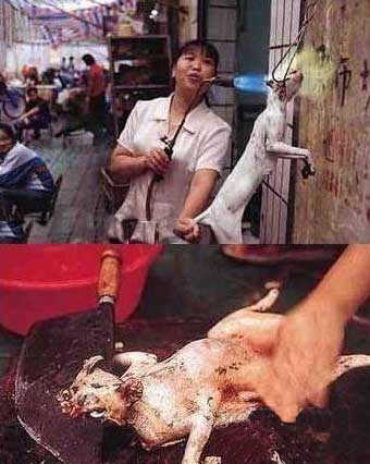 壮阳,滋阴之功效,而在广东粤菜食谱上记载,有一道名菜叫"龙虎斗",猫肉