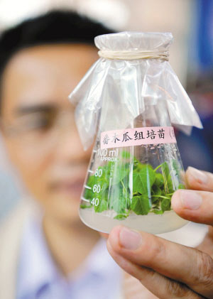 工作人员展示中国热带农业科学院培育的转基因番木瓜组培苗。（新华社资料图片）