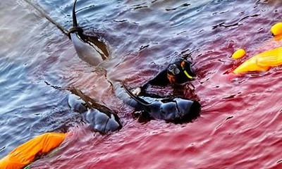 纪录片《海豚湾》用震撼人心的方式,向观众展现了日本太平洋沿岸的