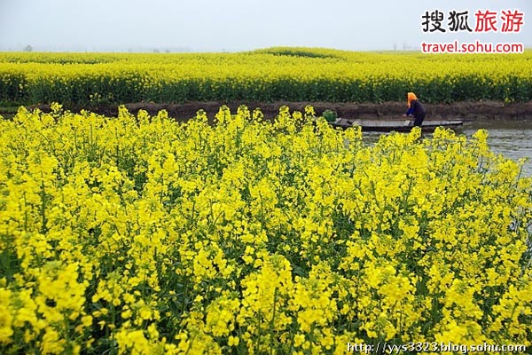 兴化油菜花旅游攻略