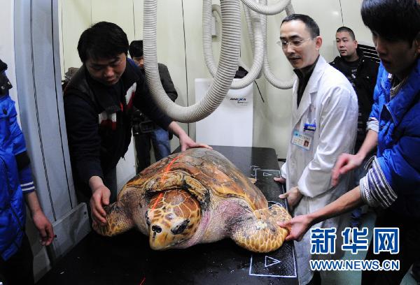 长沙:母海龟首进儿童医院体检(组图)-搜狐滚动