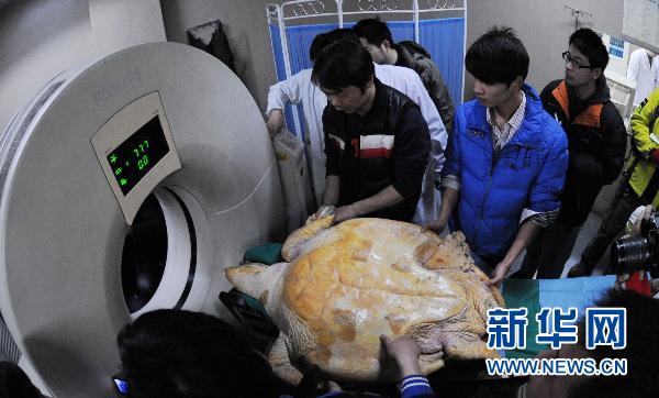 长沙:母海龟首进儿童医院体检(组图)