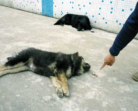 "蒙汗药"三秒钟毒死一条狗 或卖给狗肉店图利