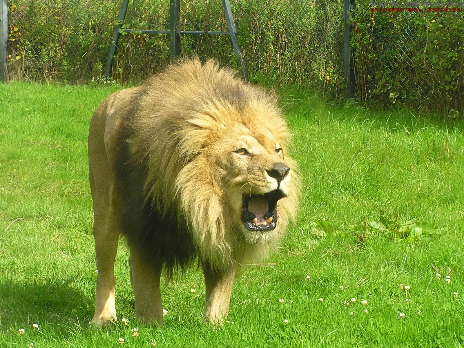 Lion Photos Animals King Of Jungle HD Wallpapers – Wallsev.com ...