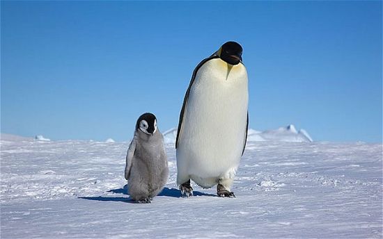 极地动物生存状况:小企鹅冰面蹒跚学步(组图)-搜狐滚动