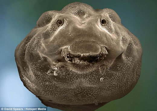 科学摄影家用高倍显微镜拍到微笑蝌蚪照片