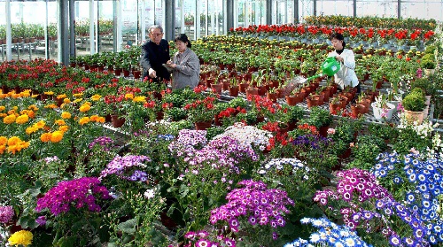 (国际)(1)朝鲜的花卉研究和种植基地