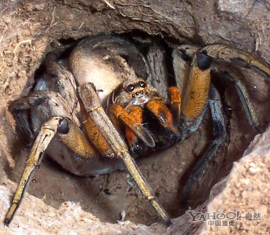 令人毛骨悚然的巨型蜘蛛(组图)