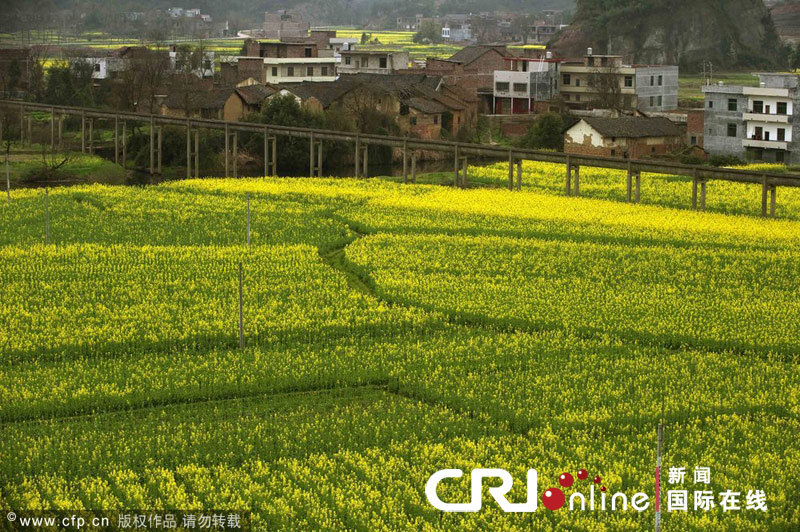 2011—2012年东至县油菜"3414"肥料效应田间试验研究