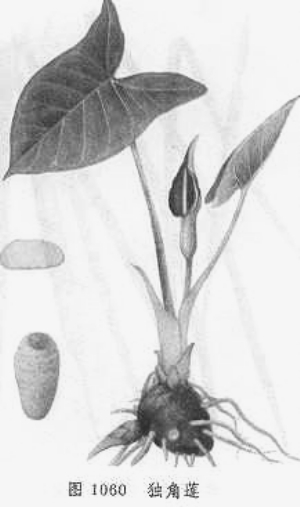 野芋混蔬菜割伤唇舌惹中毒(图)