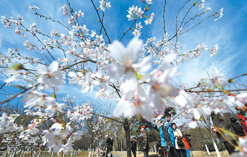 北京玉渊潭公园第二十三届樱花节将于3月24日