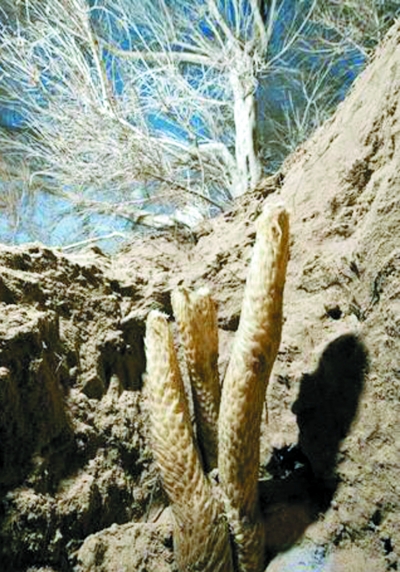 肉苁蓉被认为吸收了大地精华,是补肾上品.
