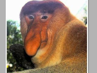 婆罗洲现巨型长鼻猴 进食方式奇特如同牛羊(图)