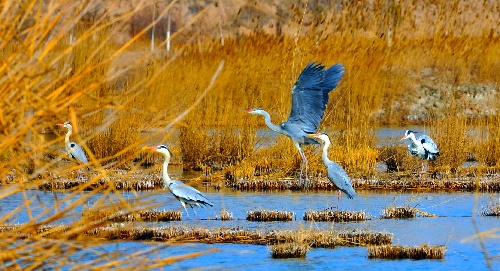 (生态)(1)宁夏沙湖迎来春季候鸟