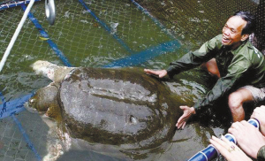 越南捕救400斤重斑鳖(图)