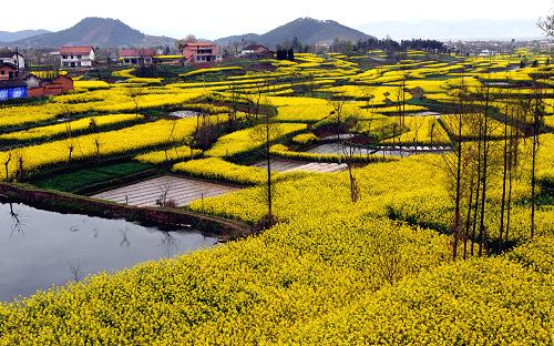 汉中市南郑县盛开的油菜花(4月7日摄).