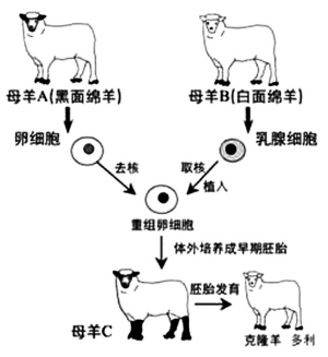 克隆羊多莉的原理是什么_克隆羊多莉的原理(2)