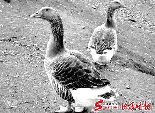 朗德鹅下踢视频图片
