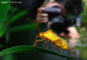 微距拍摄技巧 微缩景观下的昆虫世界