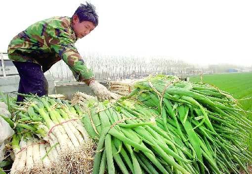 山东章丘大葱滞销恐烂地头 一毛一斤无人收购