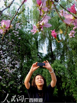 4月19日,在广西平果县城,一名游客在拍摄紫荆花图片