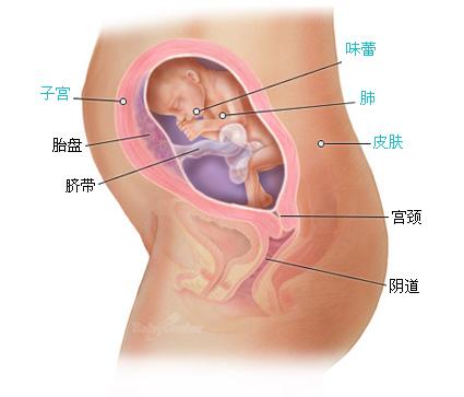 怀孕第24周胎儿发育情况