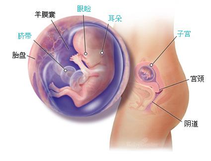 怀孕十二周胎儿高清图