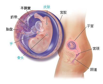 孕11周胎儿生长发育