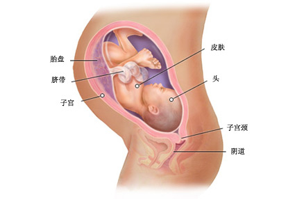 怀孕第36周胎儿发育情况
