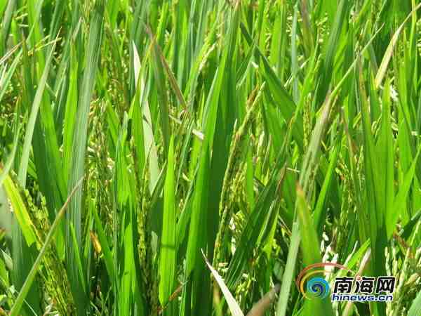 海南万宁现大面积空壳水稻 异常低温是主因(图