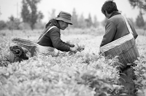 5月4日，云南省临沧市耿马县勐撒镇的村民周石强（右）和家人在采摘春茶。周石强家承包了15亩茶园，今年采摘了近1000斤春茶。