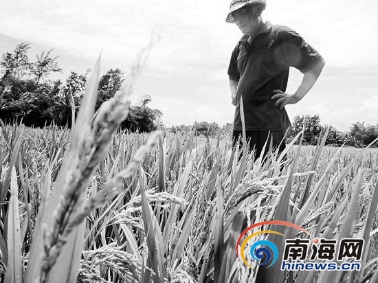 海南文昌万亩水稻受异常低温影响出现空壳现象