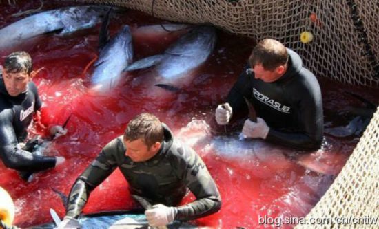 老外血腥枪杀捕鱼血流成河(组图)
