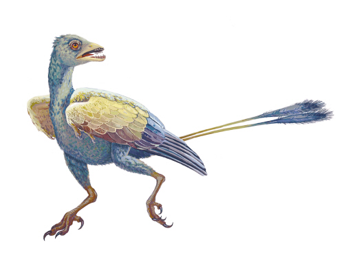 它是现代鸟祖先(图)
