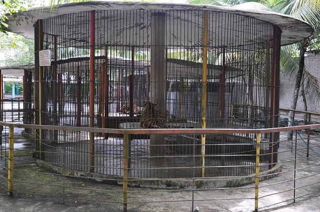 马来西亚一动物园全球最差?狮子被圈养猩猩成