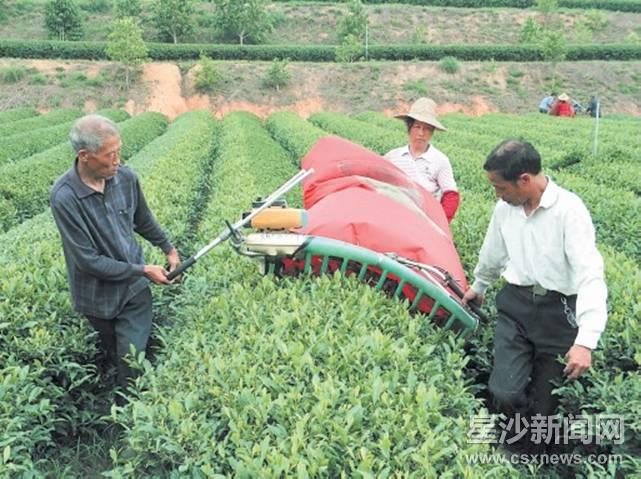 一台采茶机赛过40人 机械采茶可有效解决用工荒(图)