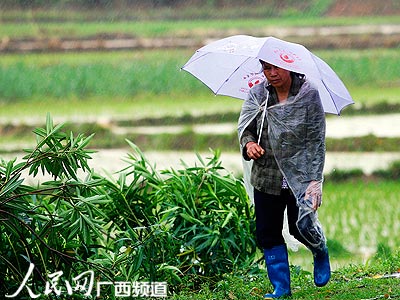 5月12日,柳城县大埔镇木桐村一名农民在畲地旁冒雨前行