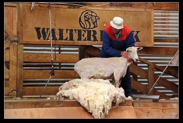 难得一见!实拍澳洲剪羊毛全过程(组图)