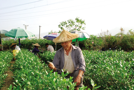 在漳州华安，茶农们正通过农信通了解茶叶种植的相关资讯