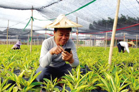 龙海程溪镇，花农朱忠平正在自家花卉种植园内查看刚收到的农村商务通彩信